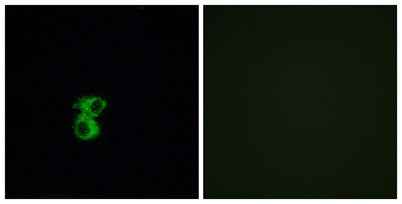 Olfactory receptor 6B2 rabbit pAb