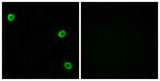 Olfactory receptor 51Q1 rabbit pAb