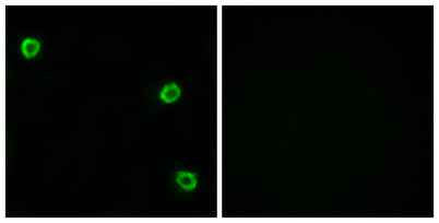 Olfactory receptor 51Q1 rabbit pAb