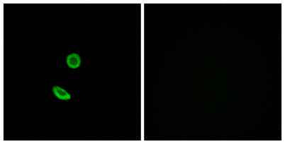 Olfactory receptor 8H2 rabbit pAb