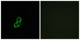 Olfactory receptor 5T3 rabbit pAb