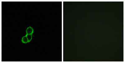 Olfactory receptor 5T3 rabbit pAb