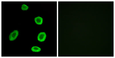 Olfactory receptor 8K1 rabbit pAb 50µL/100µL