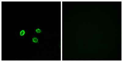 Olfactory receptor 5M9 rabbit pAb