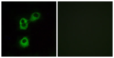 Olfactory receptor 5M1 rabbit pAb 50µL/100µL