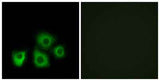 Olfactory receptor 5M1/5M10 rabbit pAb