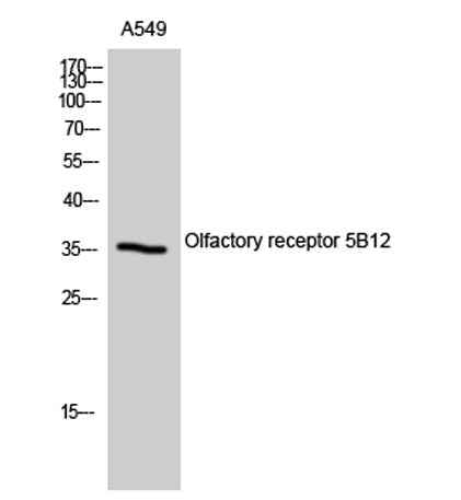 Olfactory receptor 5B12 rabbit pAb