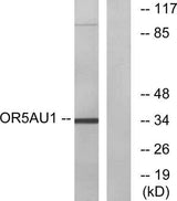 Olfactory receptor 5AU1 rabbit pAb