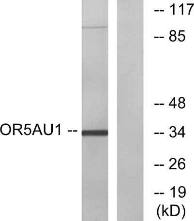 Olfactory receptor 5AU1 rabbit pAb
