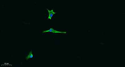 Laminin α-5 rabbit pAb