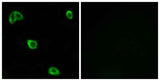 Olfactory receptor 10K1/2 rabbit pAb