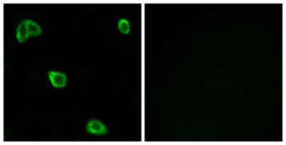 Olfactory receptor 10K1/2 rabbit pAb