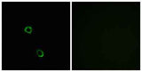 Olfactory receptor 2M2 rabbit pAb