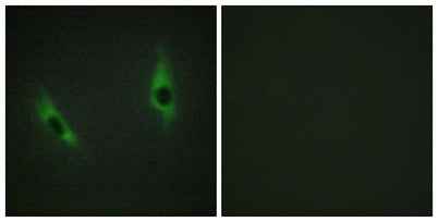 Laminin β-3 rabbit pAb