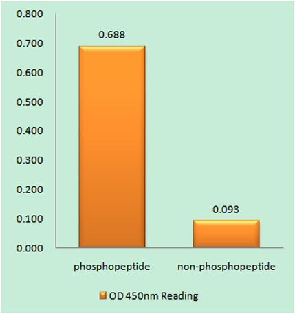 Lck (phospho Tyr192) rabbit pAb 50µL/100µL