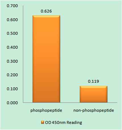 Lck (phospho Ser540) rabbit pAb