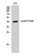 Lunatic Fringe rabbit pAb