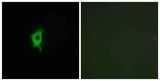 Galectin-2 rabbit pAb
