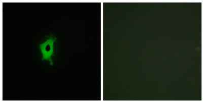 Galectin-2 rabbit pAb