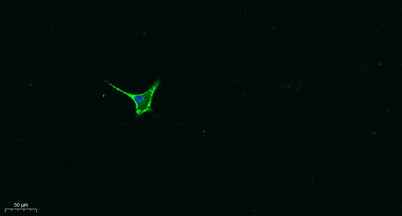Galectin-8 rabbit pAb