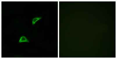 Olfactory receptor 51A4 rabbit pAb