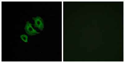 Olfactory receptor 10J6 rabbit pAb