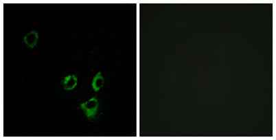 Olfactory receptor 2T5/2T29 rabbit pAb