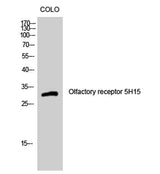 Olfactory receptor 5H15 rabbit pAb