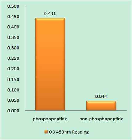MARCKS (phospho Ser159) rabbit pAb
