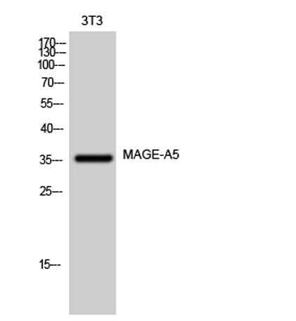 MAGE-A5 rabbit pAb