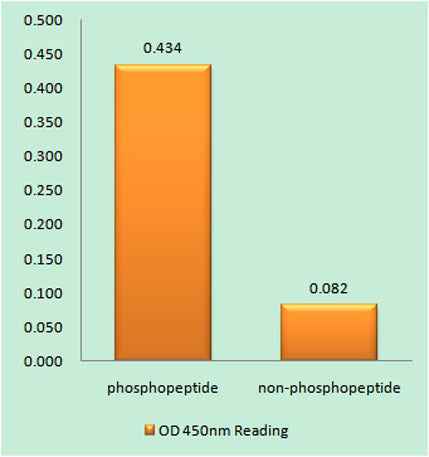 Tau (phospho Ser262) rabbit pAb