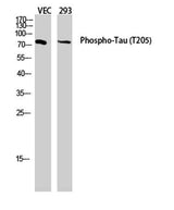 Tau (phospho Thr205) rabbit pAb