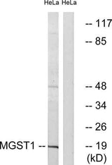 MGST1 rabbit pAb