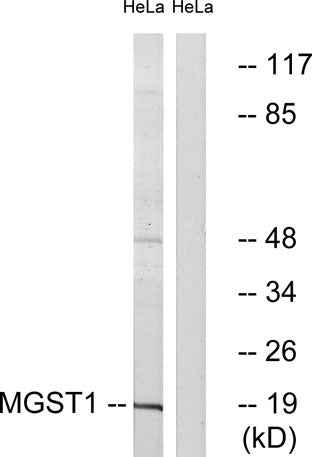 MGST1 rabbit pAb