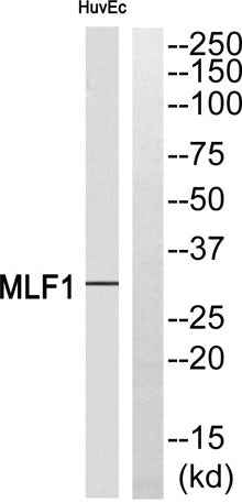 MLF1 rabbit pAb