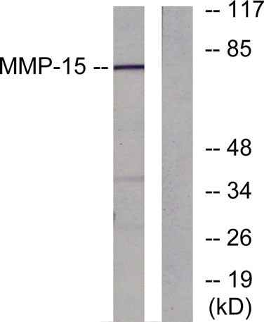 MMP-15 rabbit pAb