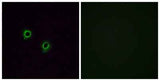 Olfactory receptor 2J3 rabbit pAb