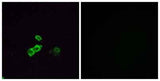Olfactory receptor 5U1 rabbit pAb