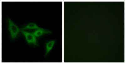 Olfactory receptor 2I1 rabbit pAb