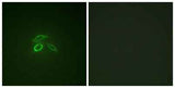 Mucin 1 (phospho Tyr1229) rabbit pAb