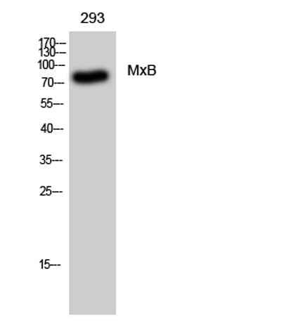 MxB rabbit pAb