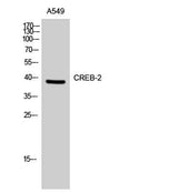 CREB-2 rabbit pAb