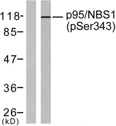Nibrin (phospho Ser343) rabbit pAb