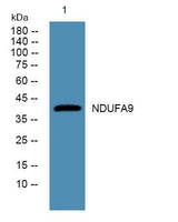 NDUFA9 rabbit pAb
