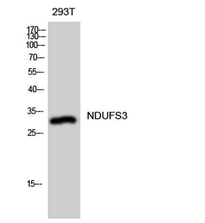 NDUFS3 rabbit pAb