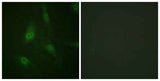 NFATc3 (phospho Ser165) rabbit pAb