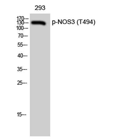 eNOS (phospho Thr494) rabbit pAb