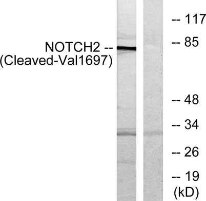 Cleaved-Notch 2 (V1697) rabbit pAb