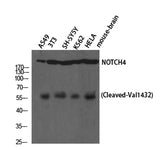 Cleaved-Notch 4 (V1432) rabbit pAb 50µL/100µL