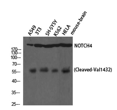 Cleaved-Notch 4 (V1432) rabbit pAb 50µL/100µL